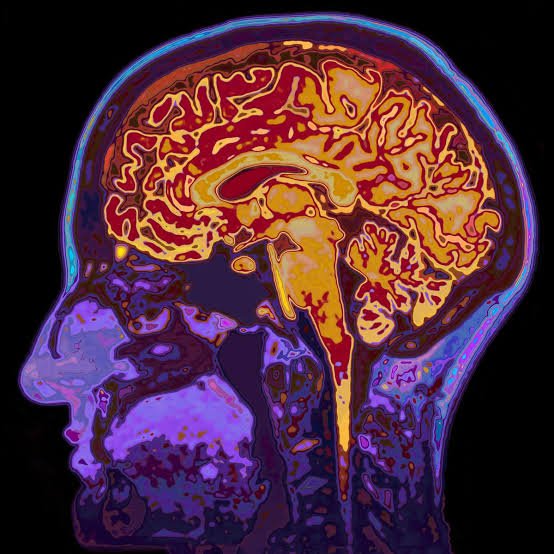 Human Brain